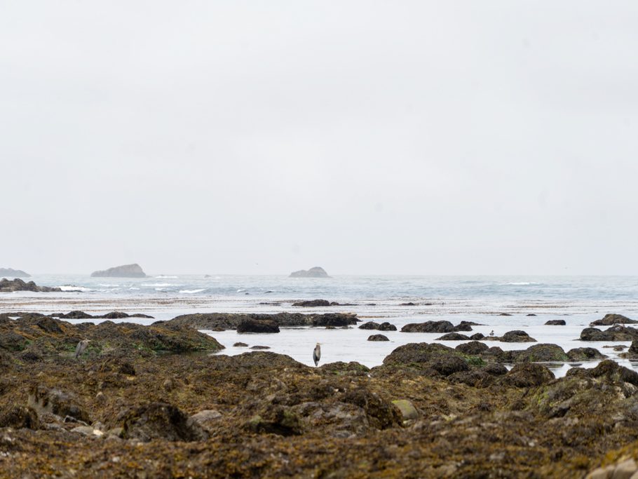 Reiher, Robben und Seeadler treffen wir auf unserer Strandwanderung an.