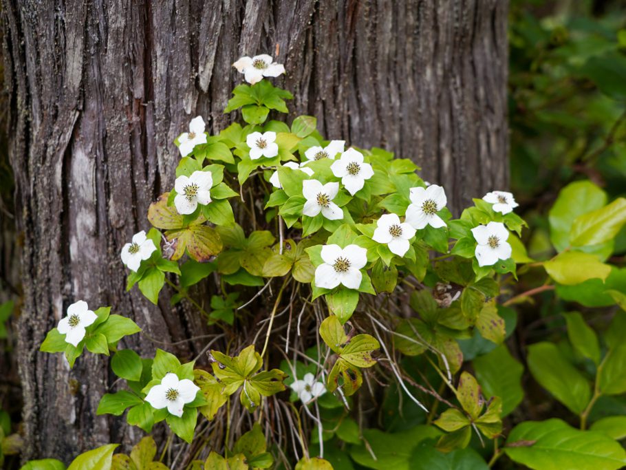 Cornus x unalaschkensis, ein Hartriegelgewächs