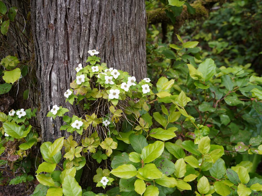 Cornus x unalaschkensis, ein Hartriegelgewächs