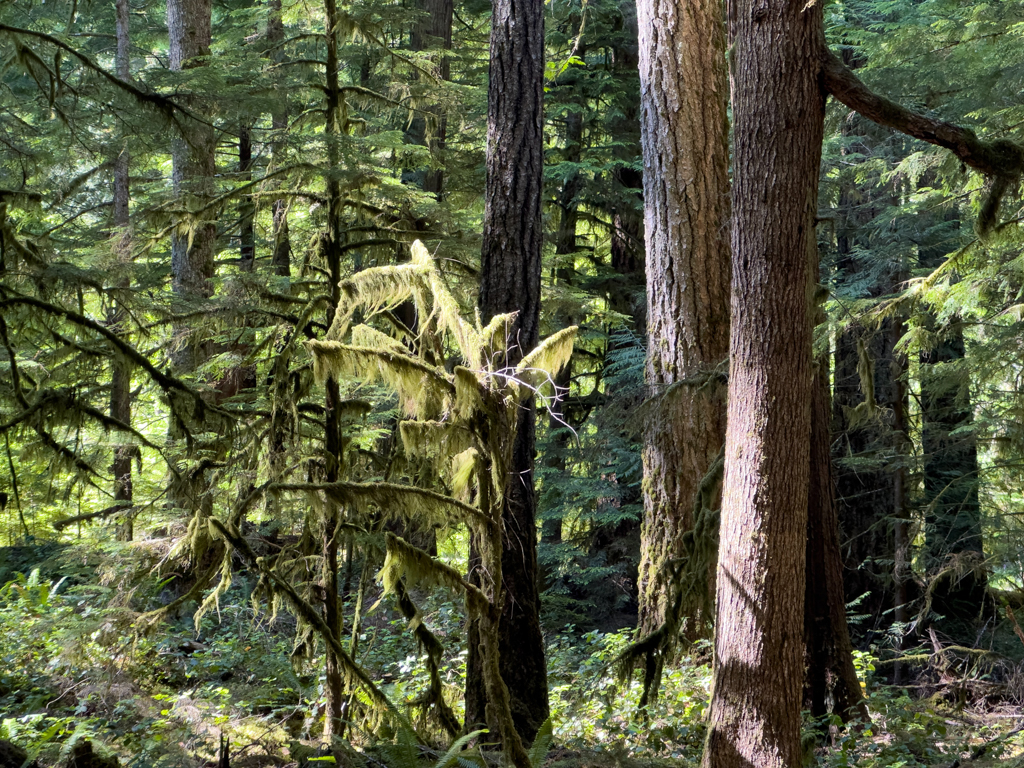 Flechten und Moose im Nebel-Regenwald, Olympic National Park