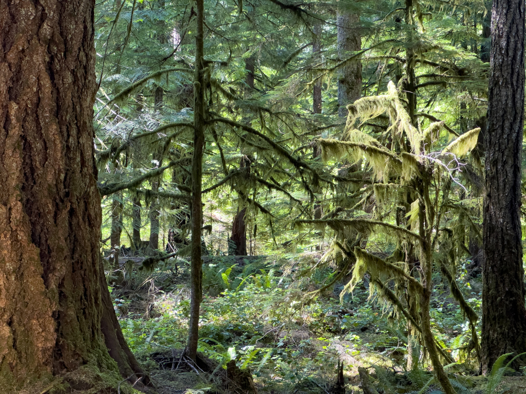 Flechten und Moose im Nebel-Regenwald, Olympic National Park