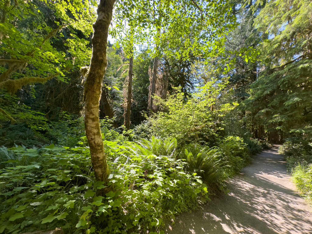 Sonnenstrahlen durchfluten den üppigen Nebel-Regenwald, Olympic National Park