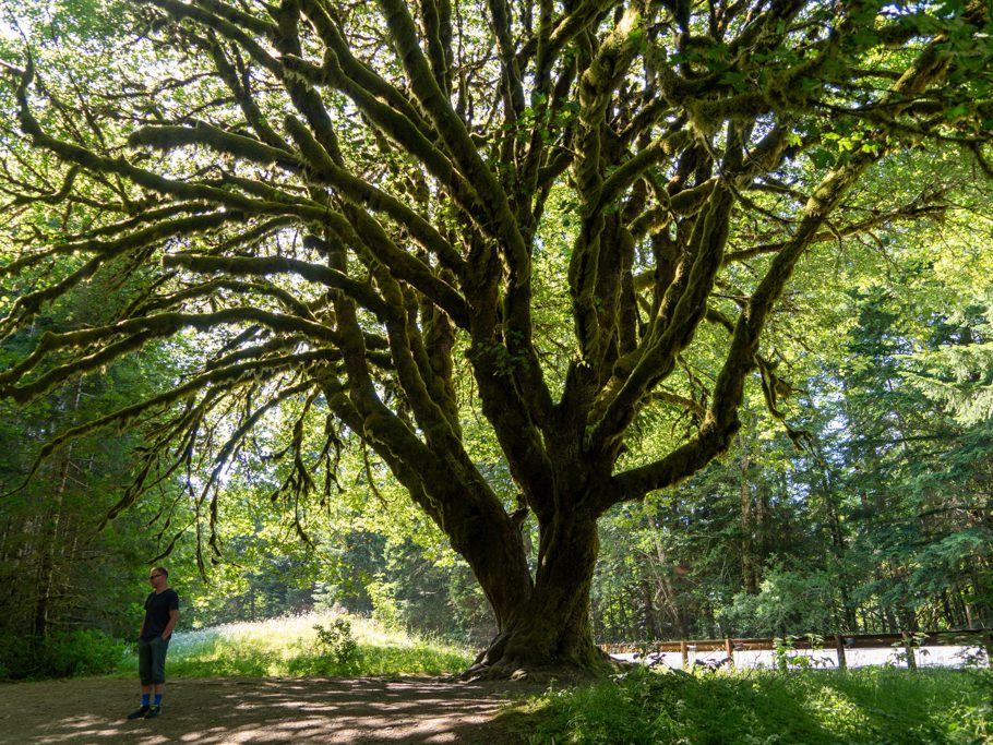 Alter, stark bemooster Baum im Olympic Nationalpark