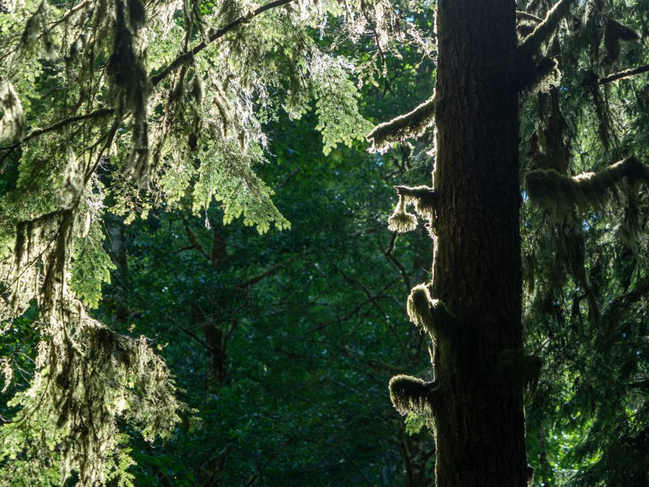 Sonnenstrahlen durchfluten heute Nachmittag den Nebel-Regenwald im Olympic Nationalpark