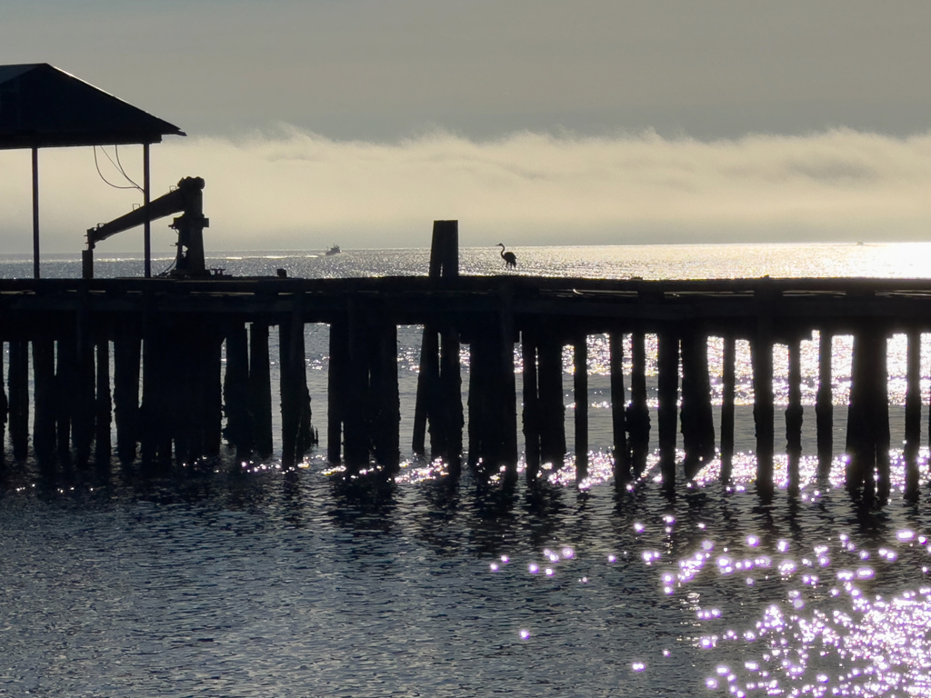 Reiher auf dem Pier in Port Angeles