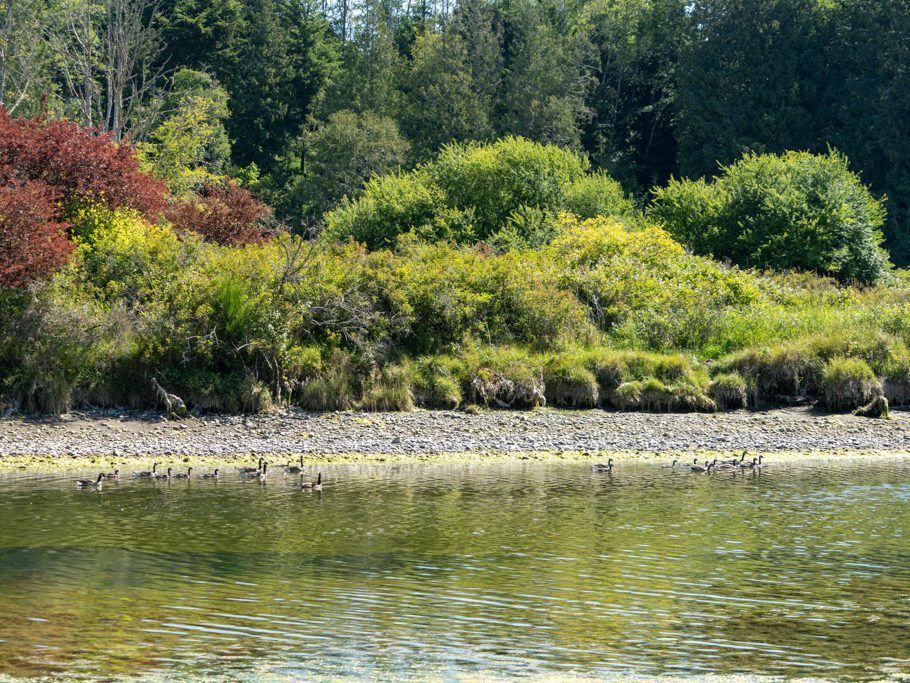 Gänseschar am Sooke River
