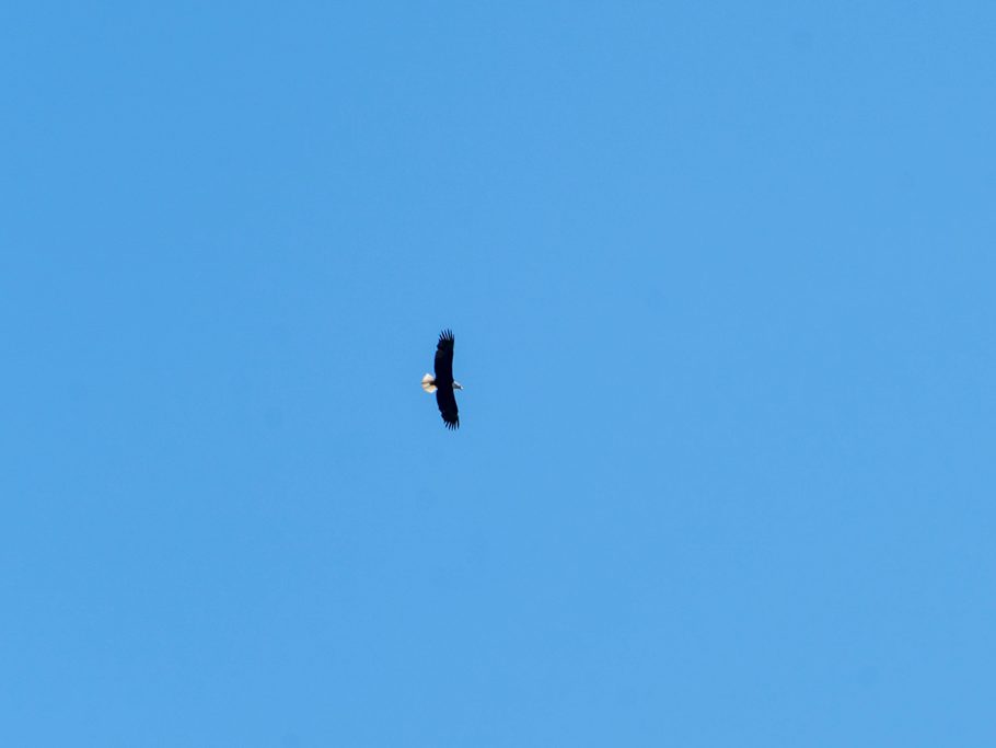 Weisskopfseeadler kreist über uns