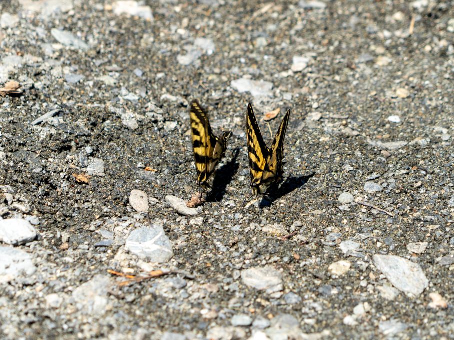 Schmetterlinge "lutschen" am feuchten Sand