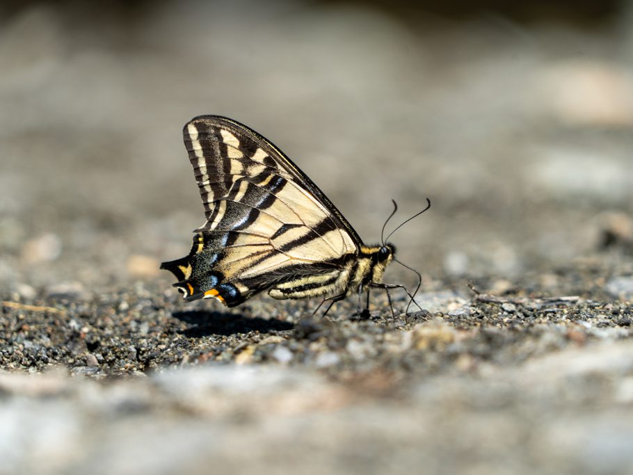 Westlicher Tigerschwalbenschwanz - Papilio rutulus, ein Ritterfalter