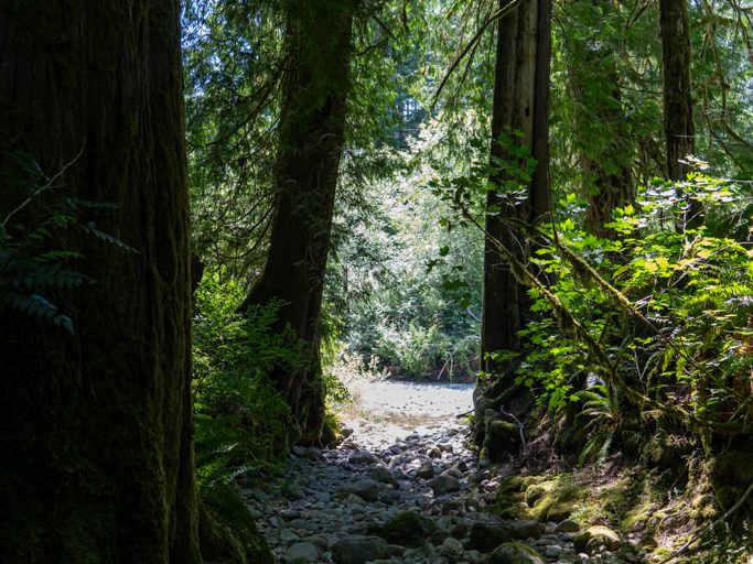 ausgetrockneter Nebenfluss zum Sooke River