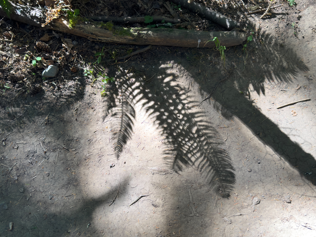 Schattenspiel von Farnen, Wanderweg am Englishman River