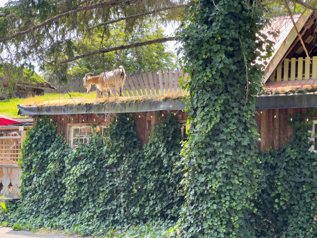 Nomen est omen: Goat on the roof...