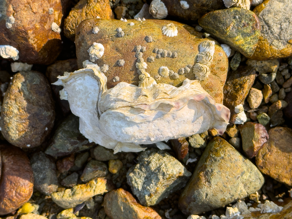 Kleine, wilde Austern klammern sich an die Steine, zusammen mit kleinen Seepocken