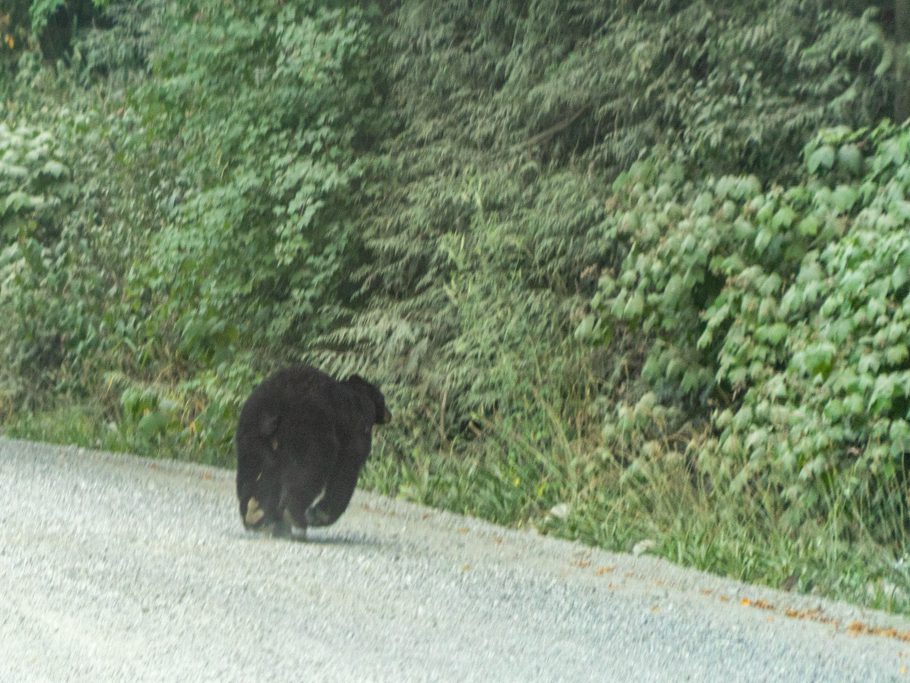 Ein Schwarzbär kreuzt unseren Weg auf der Gravel Road und gibt "Fersengeld"