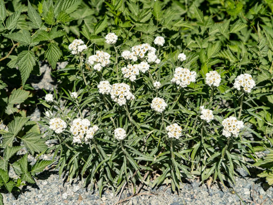 Perlkraut - Anaphalis margaritacea