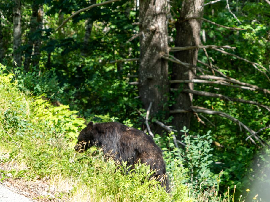 Schwarzbär am Strassenrand