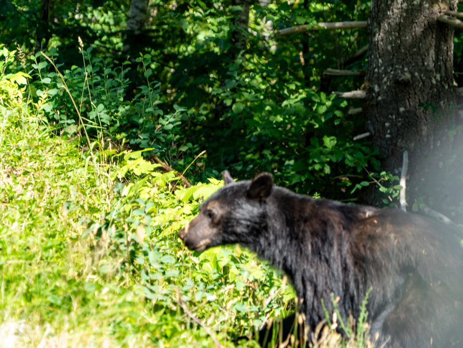 Ein Schwarzbär frisst Beeren am Strassenrand