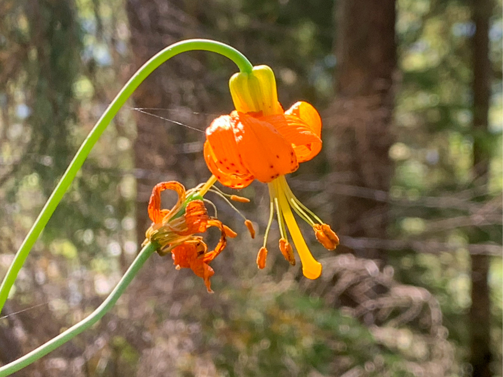 Lilium columbianum; am Wanderweg zum Arnica Lake