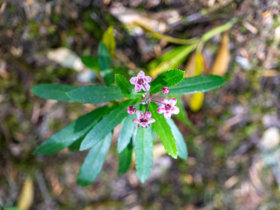 Dolden-Winterlieb oder Goldiges Wintergrün - Chimaphila umbellata: ein seltenes Heidekrautgewächs