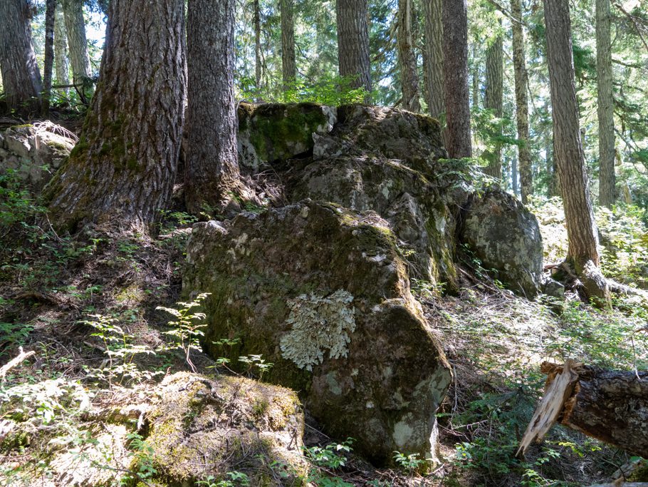 Grosse Flechte am Fels im Wald am Wanderweg zum Arnica Lake