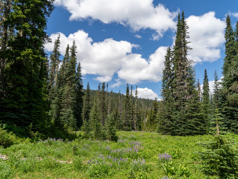 Lupinen blühen beim Arnica Lake