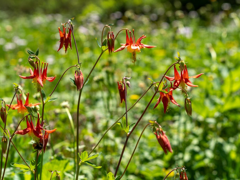 Aquilegia formosa, eine wunderschön rot-orange-gelb gefärbte Akelei-Art