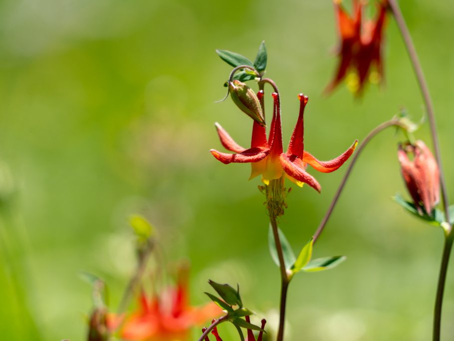 Aquilegia formosa, eine wunderschön rot-orange-gelb gefärbte Akelei-Art