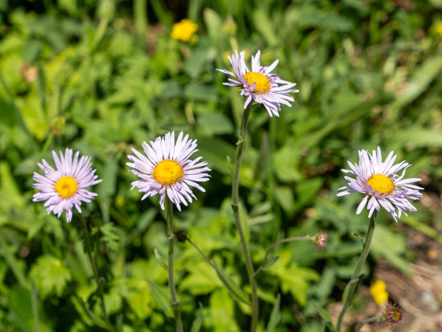 Erigeron glacialis