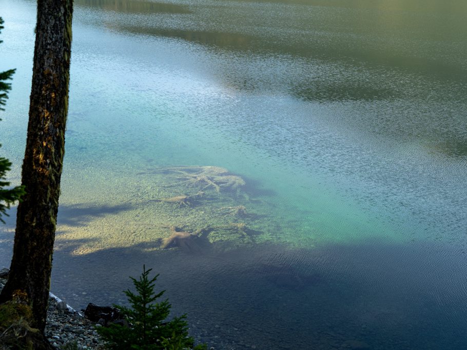 Baumstrünke im Buttle Lake