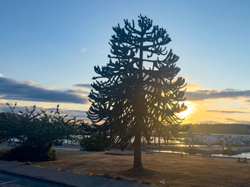 Sonnenuntergang in Port McNeill