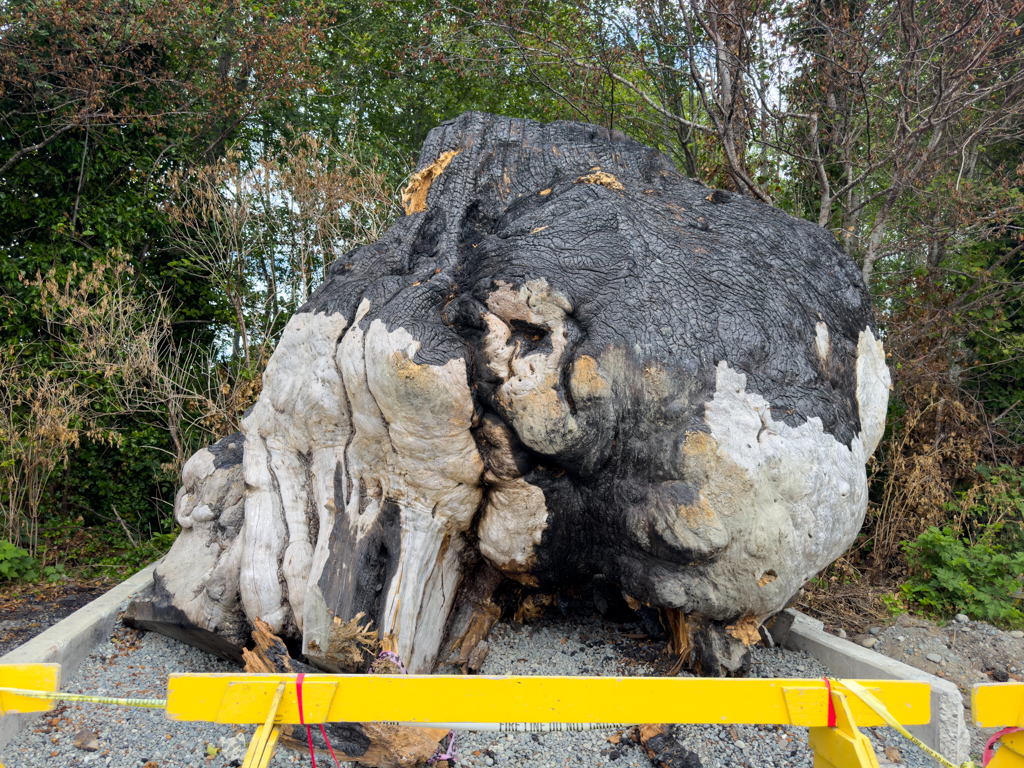 World's largest burl, in Port McNeill, BC; leider hat jemand versucht, ihn abzubrennen