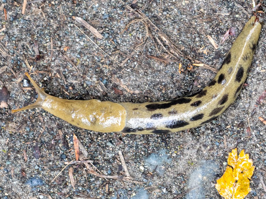 ...und machen ein paar Fotos der Bananenschnecke - Ariolimax columbianus