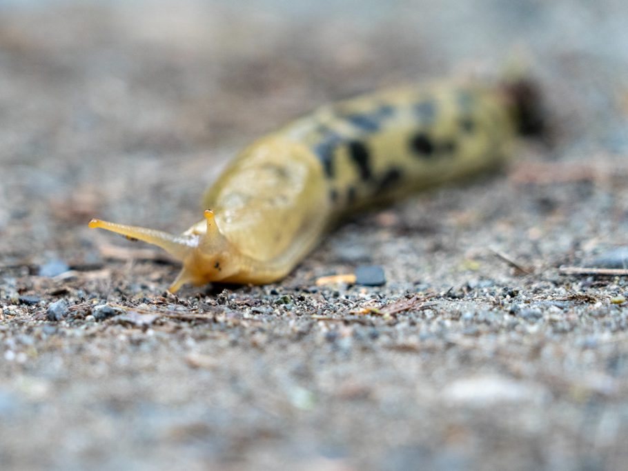 Bananenschnecke - Ariolimax columbianus