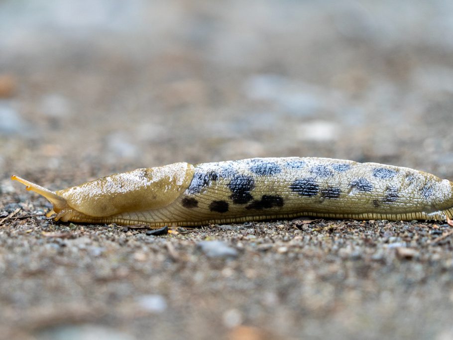 Bananenschnecke - Ariolimax columbianus