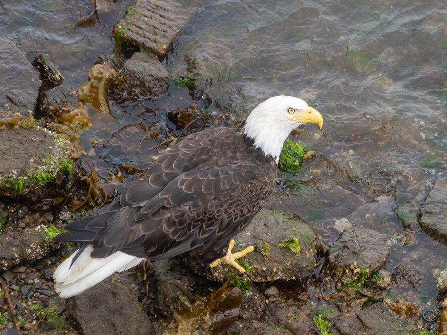 So nah konnten wir einen Bald Eagle noch nie beobachten!