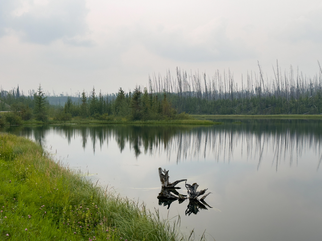 stiller See in einem Gebiet, wo der Wald vor ein paar Jahren abgebrannt ist