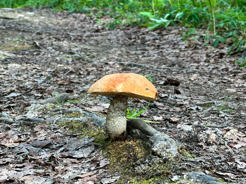 Pilze mitten auf dem Wanderweg