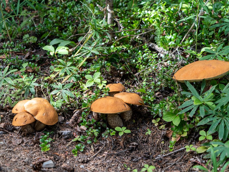 Laubwald-Rotkappe - Leccinum aurantiacum