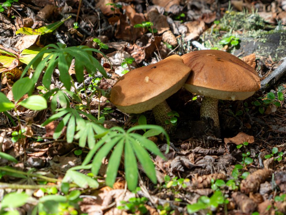 Laubwald-Rotkappe - Leccinum aurantiacum