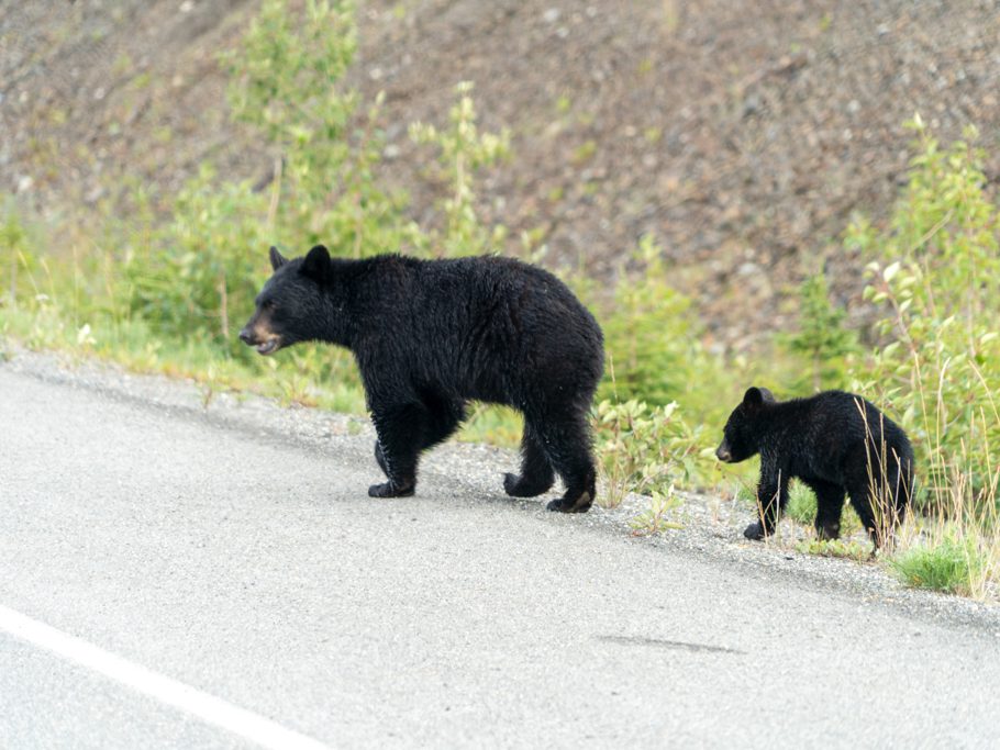 Die Schwarzbärenmutter führt ihren Nachwuchs über die Strasse