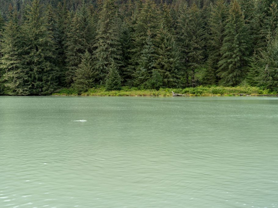 Die Sockeye Lachse springen!