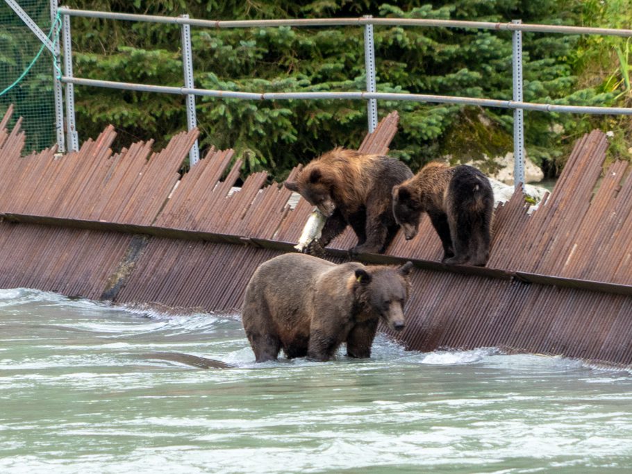 Grizzly Bärin mit zwei Jungen am Lachs fischen am Wehr des Chilkoot River
