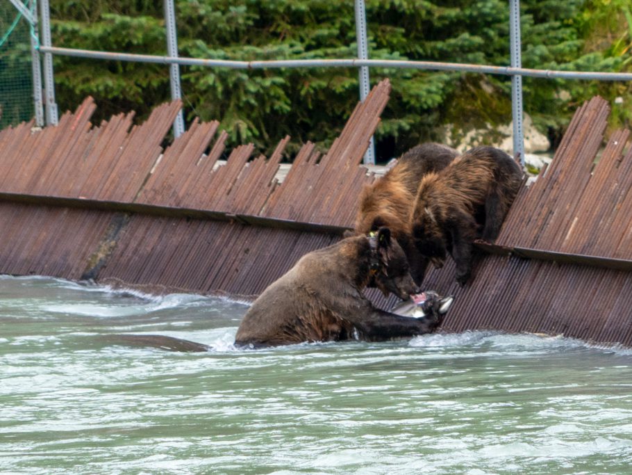 Die Lachse werden rübis und stübis verschlungen