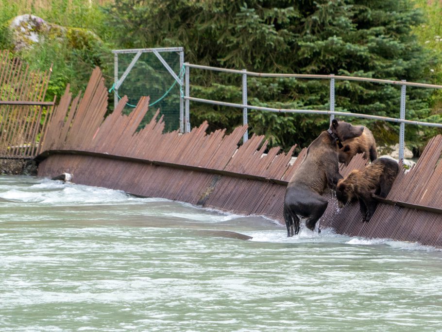 Die Bären-Mutter kommt aus dem kalten Wasser rauf aufs Wehr