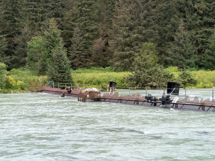 Wehr am Chilkoot River, mit menschlicher Zählstation der Lachse, die hier hochsteigen und drei Grizzlies, die sich hier die Bäuche vollschlagen