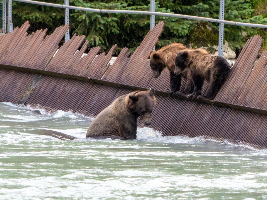 Die Grizzlybärenmutter holt die Lachse für ihre Jungen aus dem kalten Wasser