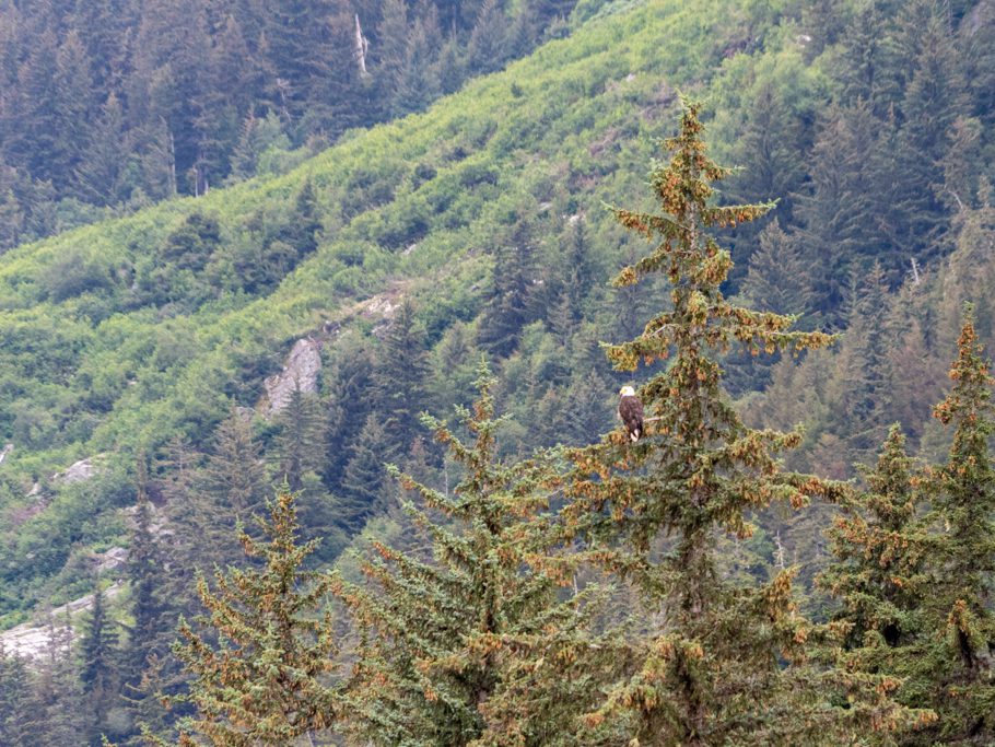 Ein Weisskopfseeadler wartet auf (Lachs-)Beute