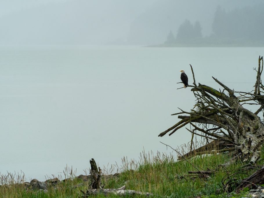 Weisskopfseeadler im Dauerregen am Meer