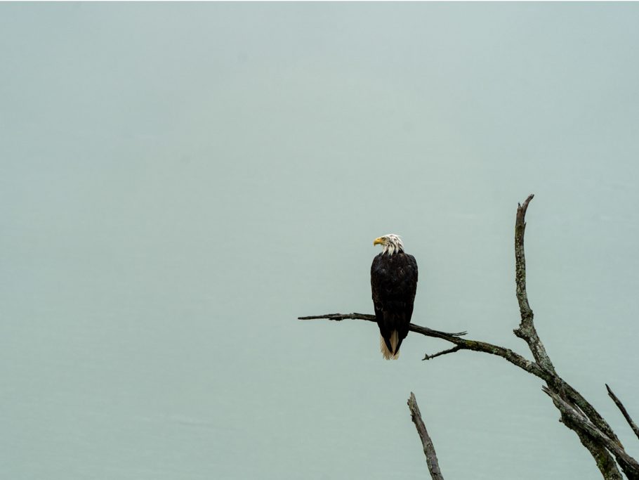 Weisskopfseeadler im Dauerregen am Meer