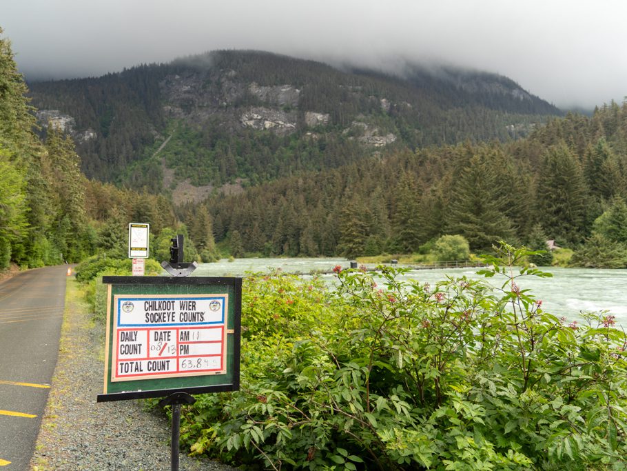 Chilkoot Wier Sockeye Counts: Gestern 62, heute 11, total 63'845